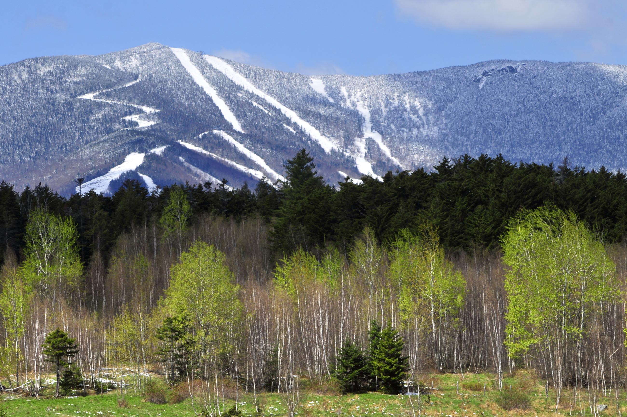 Warren Spring by Jeb Wallace-Brodeur